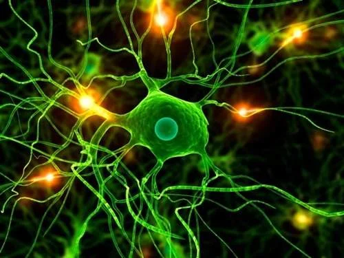 Neurônios cerebrais verdes com ramificações complexas e pontos de luz laranja, mostrando atividade e sinapses da memória.
