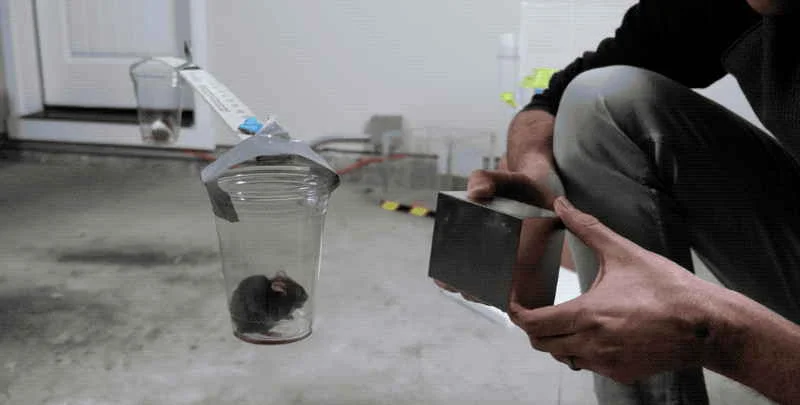 Ímã de neodímio cúbico sendo segurado, demonstrando a força capaz de suspender um copo com um rato.