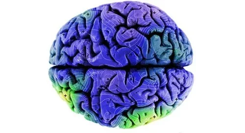 Seu cérebro: modelo digital colorido em tons de azul e verde, com linhas de contorno e pontos indicando partículas magnéticas.